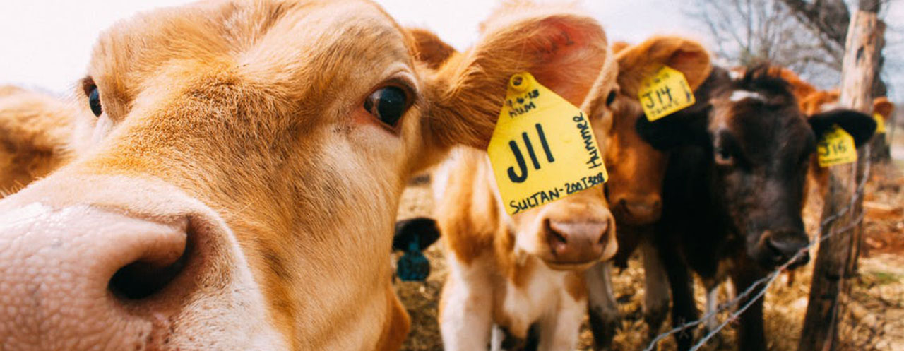 Cattle Trading