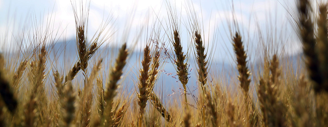wheat